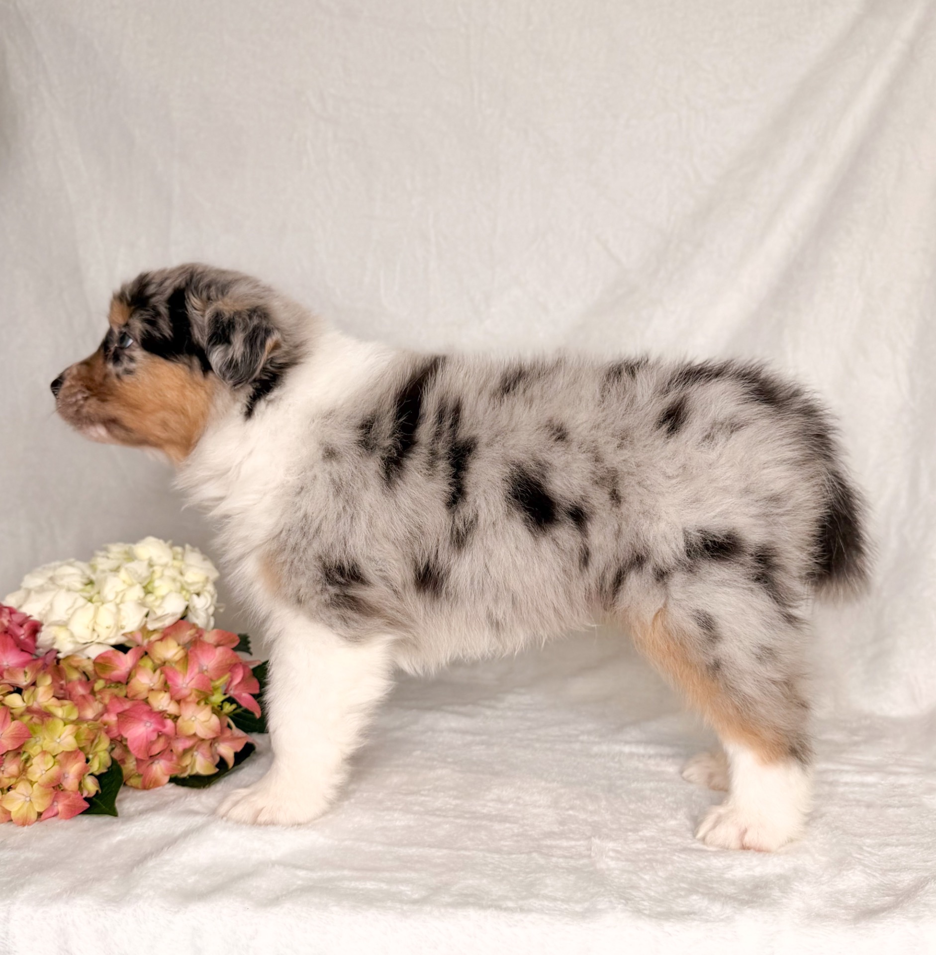Star of Evaras Skyline - hannhund